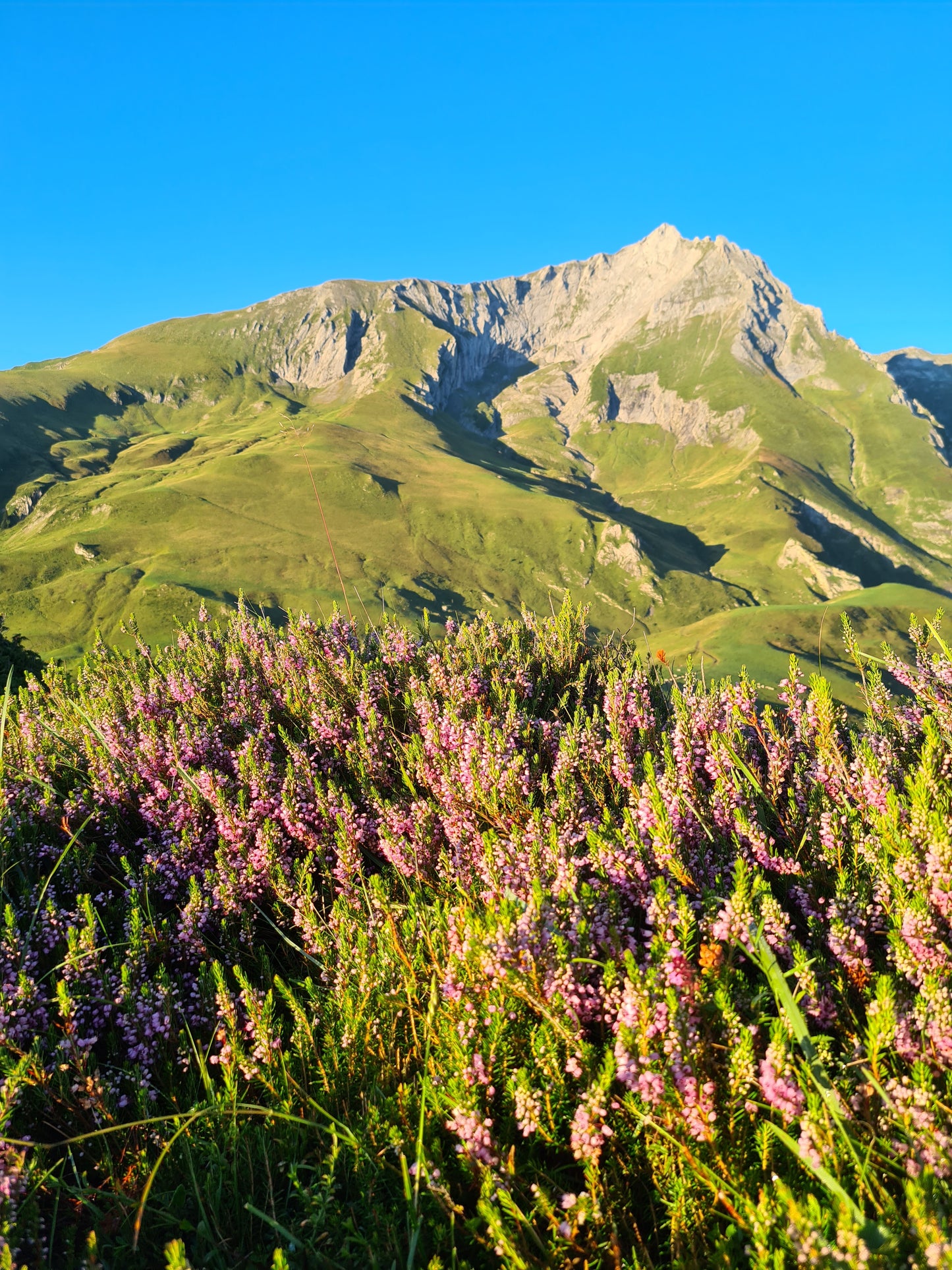 Miel de Bruyère 500g