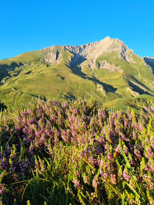 Miel de Bruyère 250g