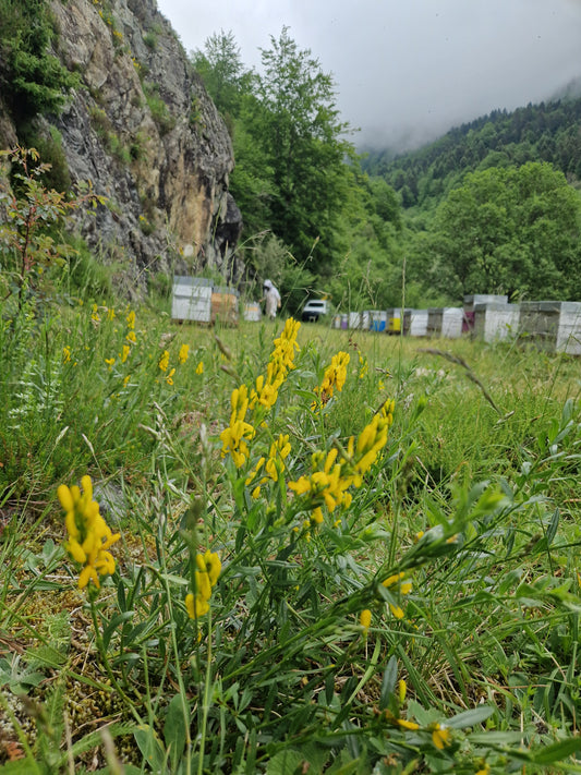 Miel de Montagne 500g