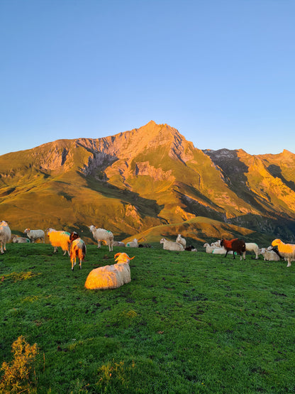 Miel de Montagne 500g