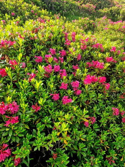 Miel de Rhododendron 500g