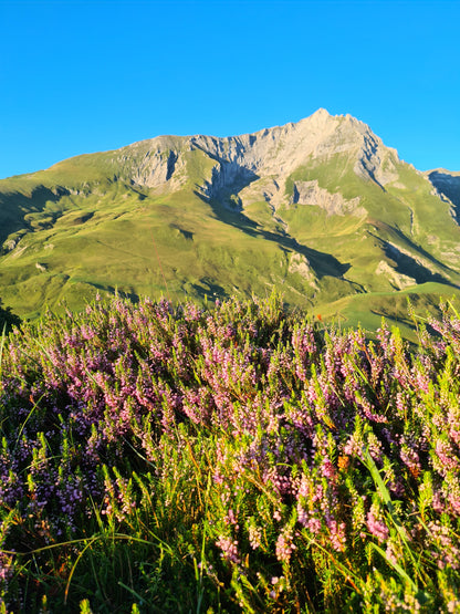 Miel de Bruyère 500g