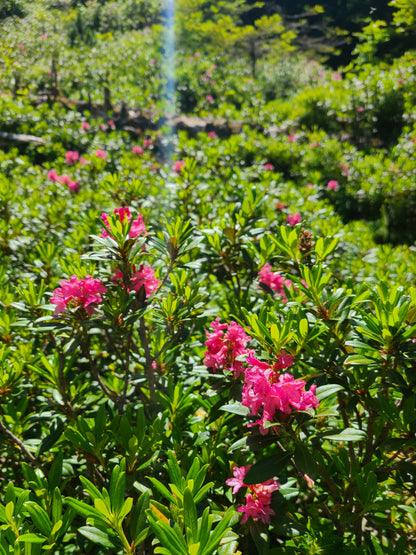Miel de Rhododendron 500g