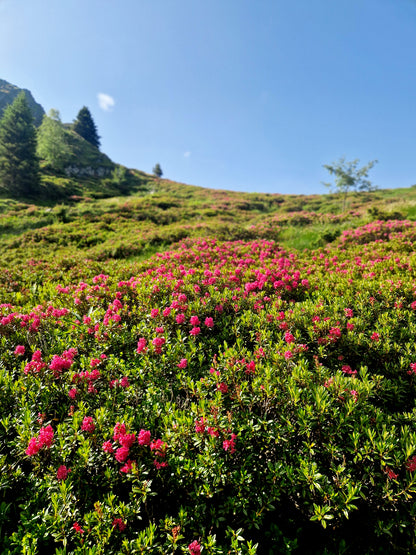 Miel de Rhododendron 500g