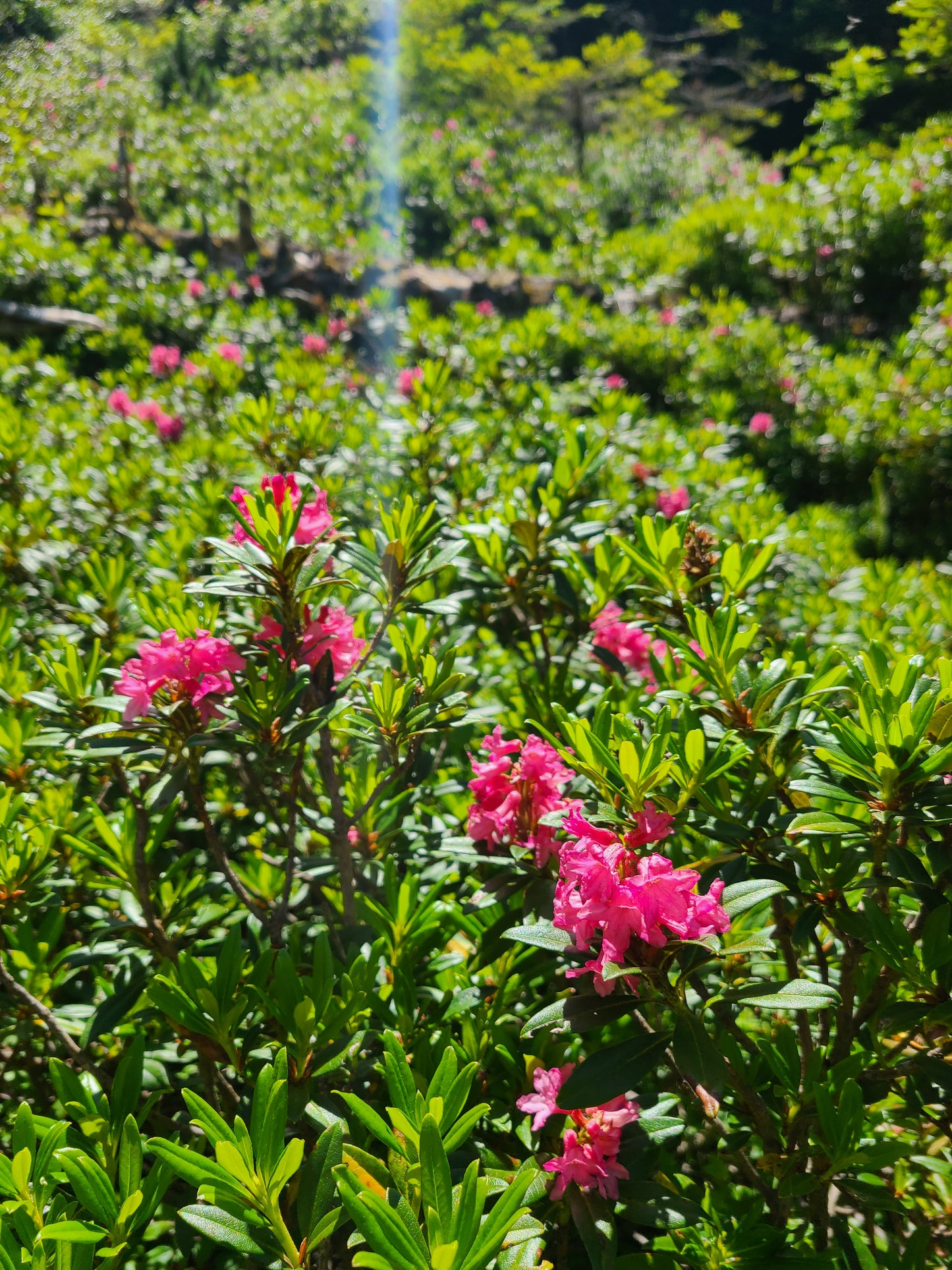 Miel de Rhododendron 250g