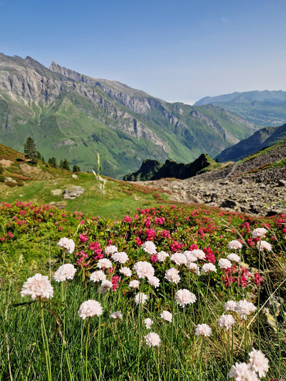 Miel de Rhododendron 500g